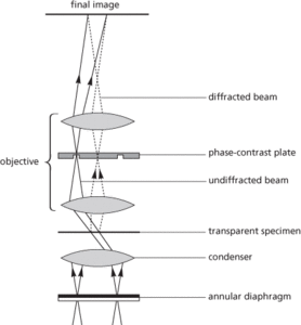 phase-contrast microscope