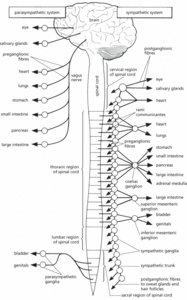 autonomic nervous system