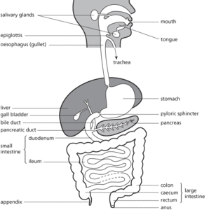 alimentary canal