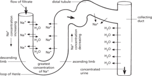 countercurrent multiplier system