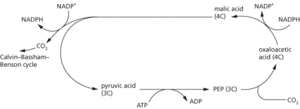 C4 pathway