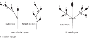 cymose inflorescence