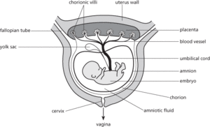 embryo