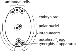 embryo sac