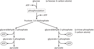glycolysis