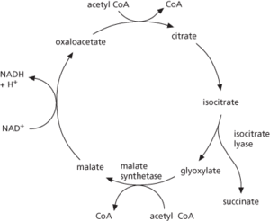 glyoxylate cycle