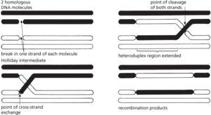 Holliday intermediate