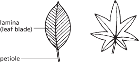 leaf
