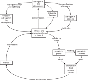 nitrogen cycle