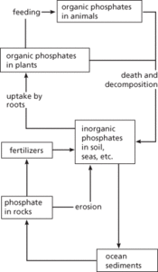 phosphorus cycle