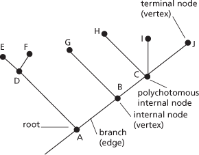 phylogram