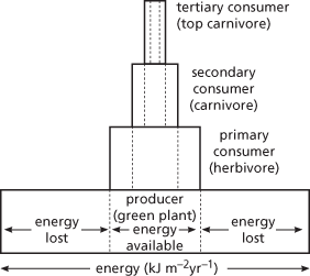 pyramid of energy