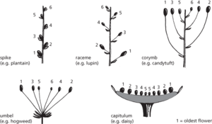 racemose inflorescence