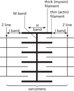 sarcomere