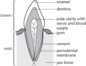 tooth