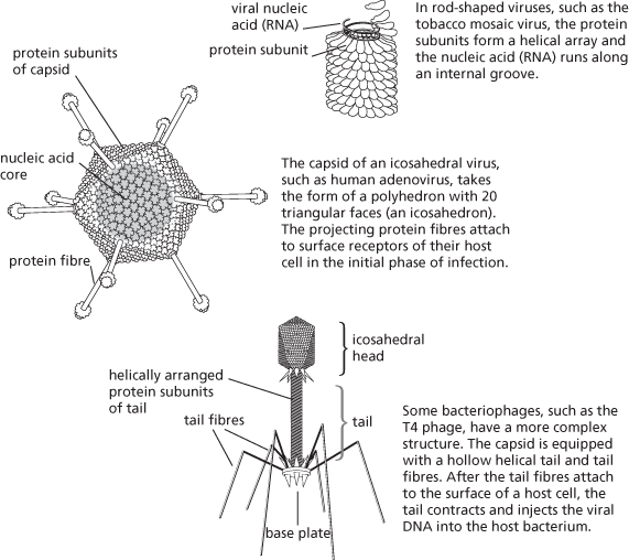Viruses