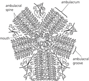 ambulacrum