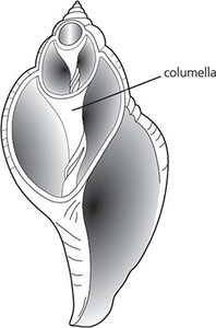 columella
