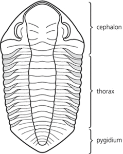 Trilobita