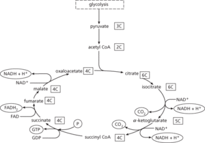 Krebs cycle