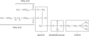 phospholipids